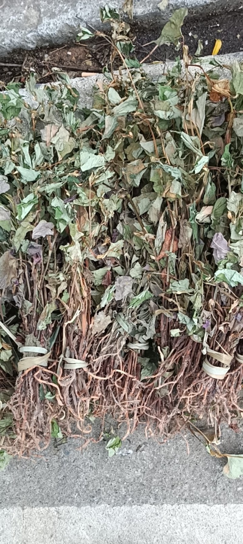 野生鱼腥草扎小把的