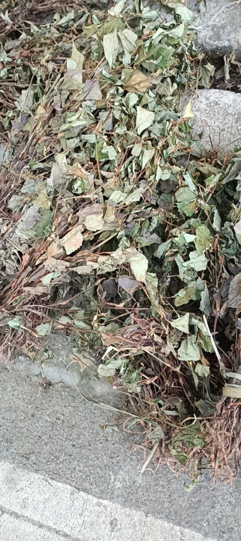 野生鱼腥草扎小把的