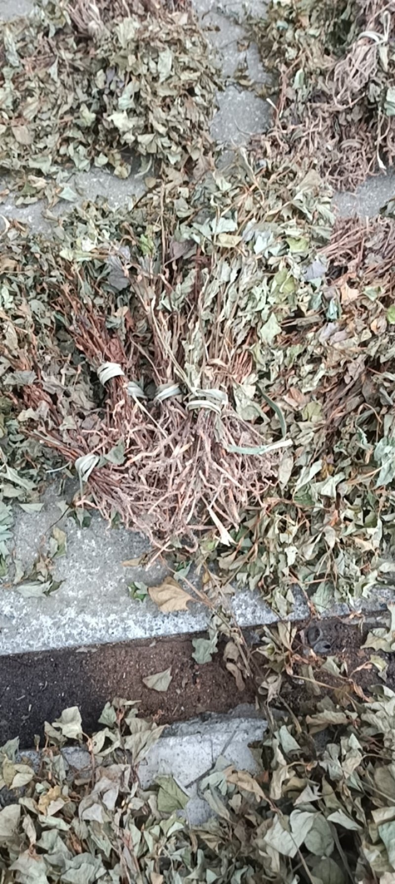 野生鱼腥草扎小把的