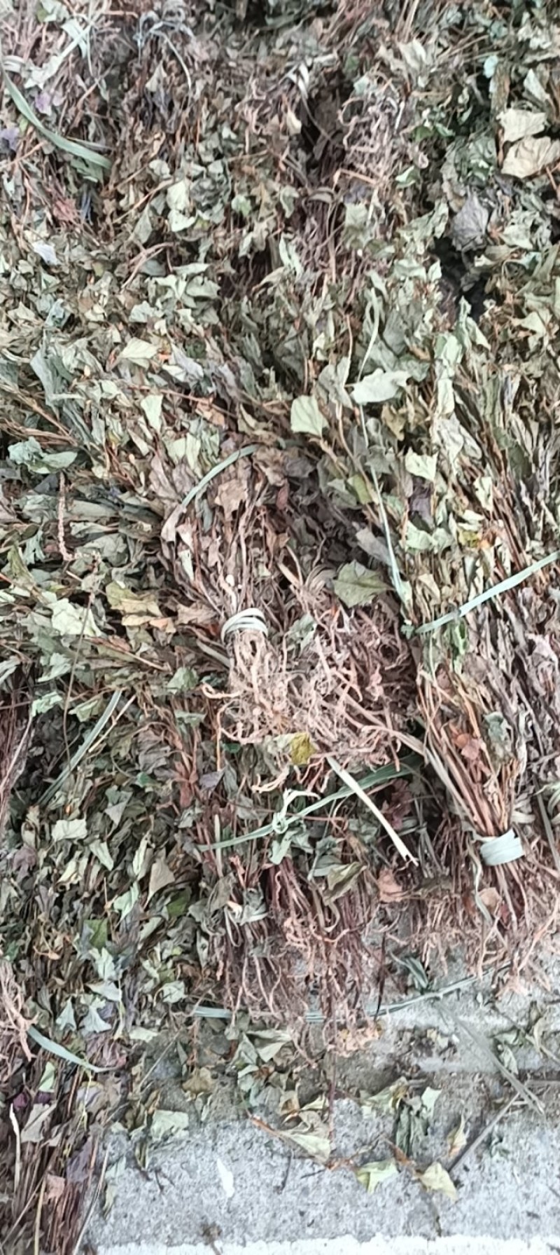 野生鱼腥草扎小把的