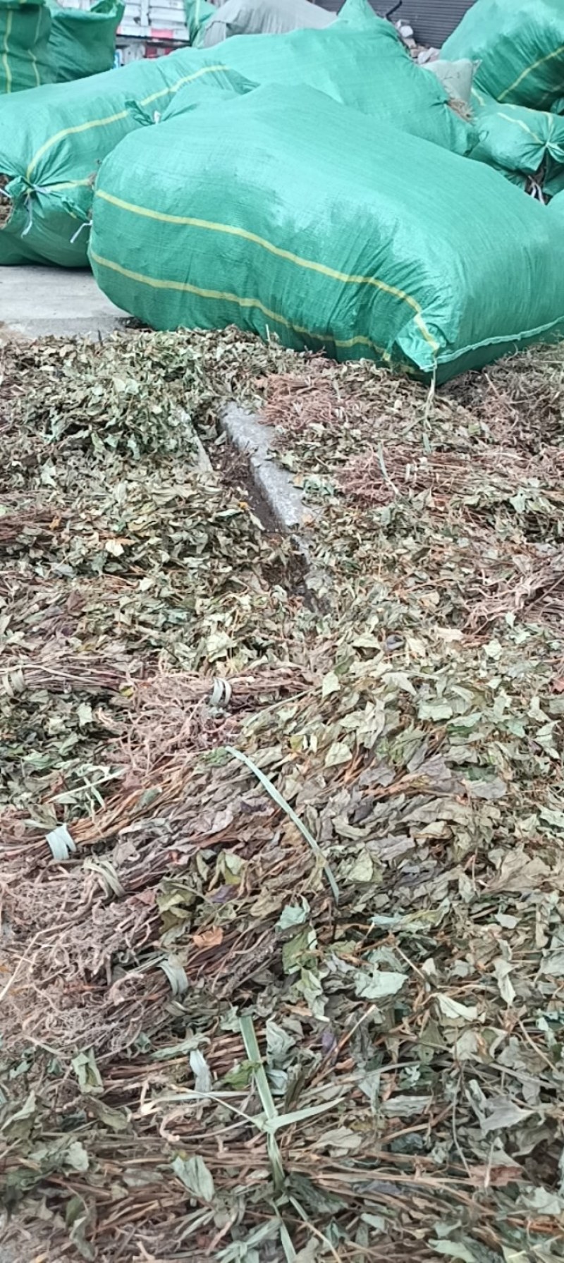 野生鱼腥草扎小把的