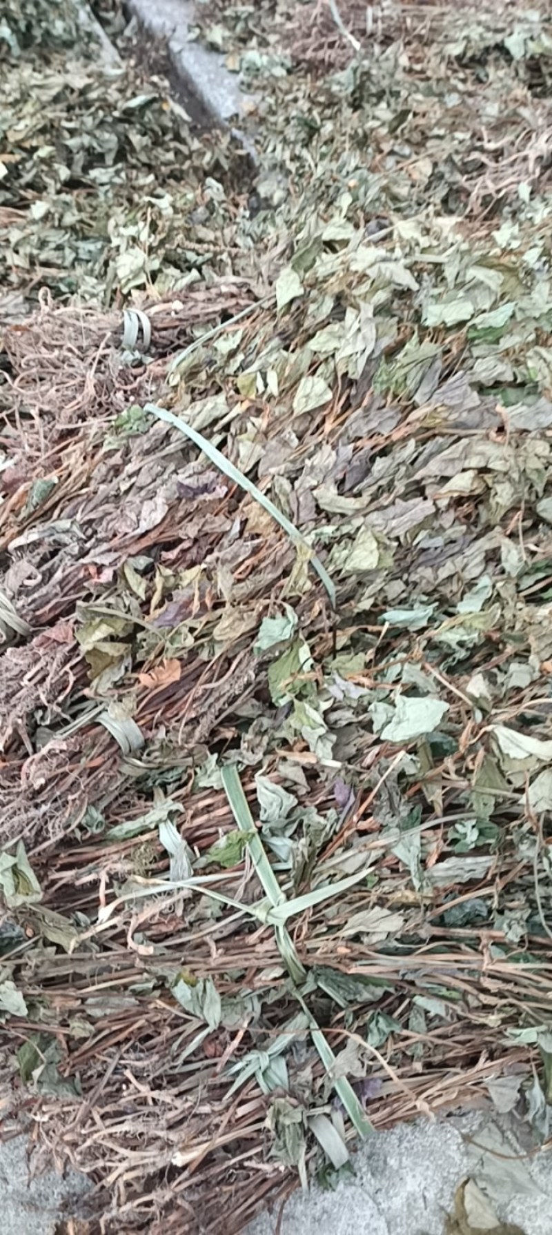 野生鱼腥草扎小把的