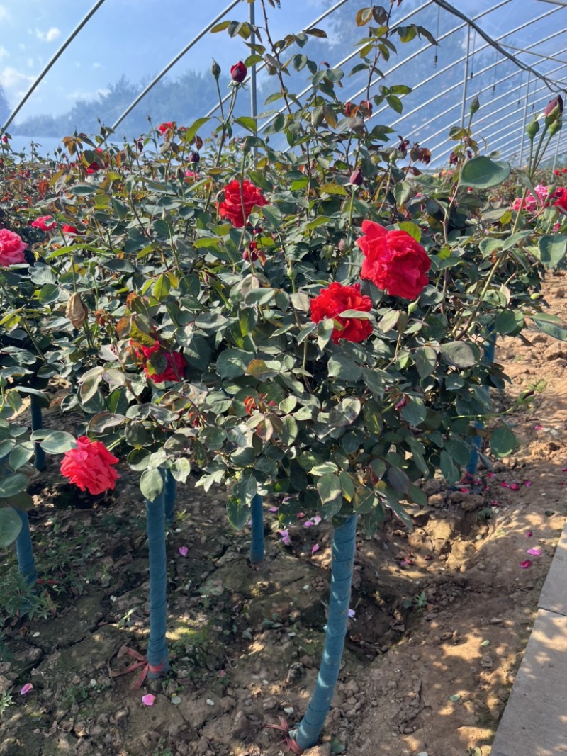 树状月季棒棒糖造型