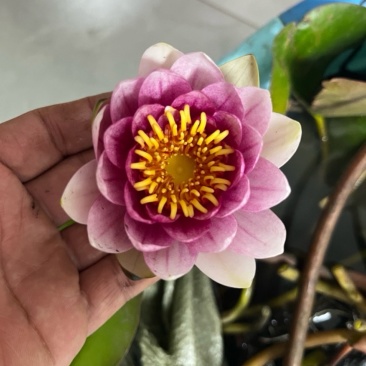 水生植物睡莲