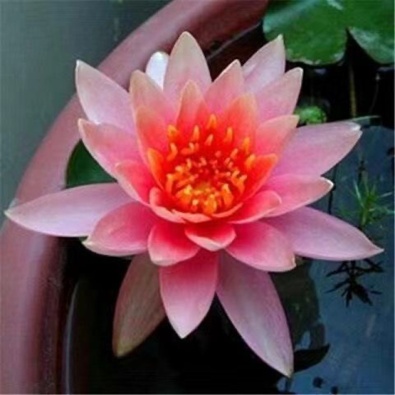 水生植物睡莲