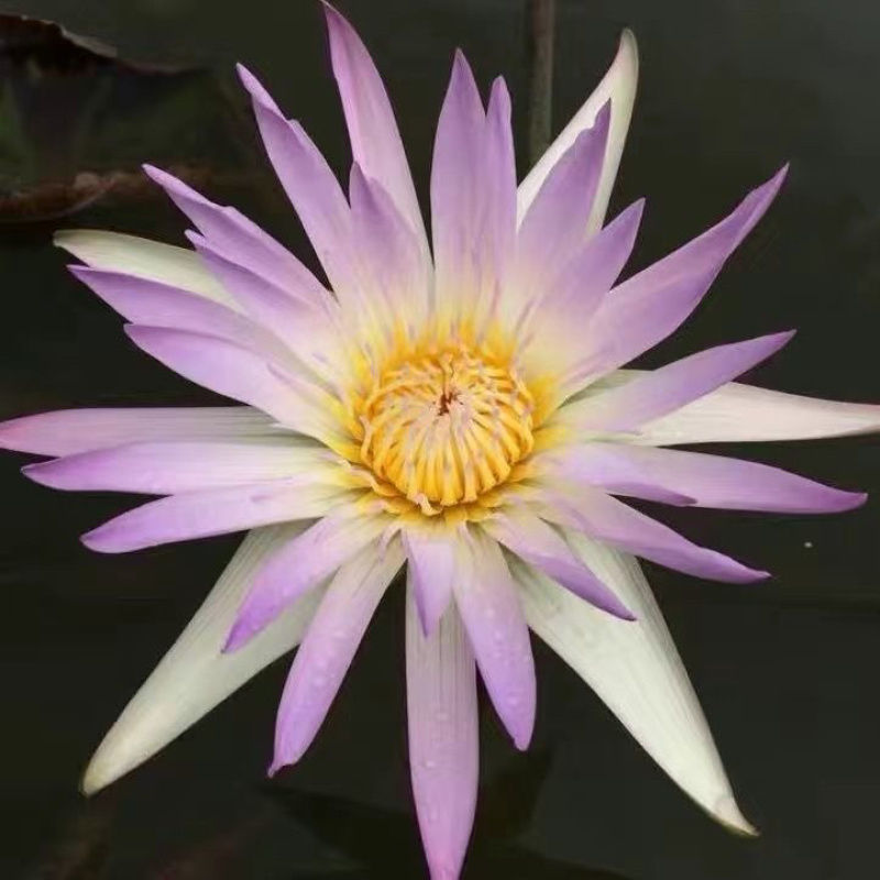 水生植物睡莲