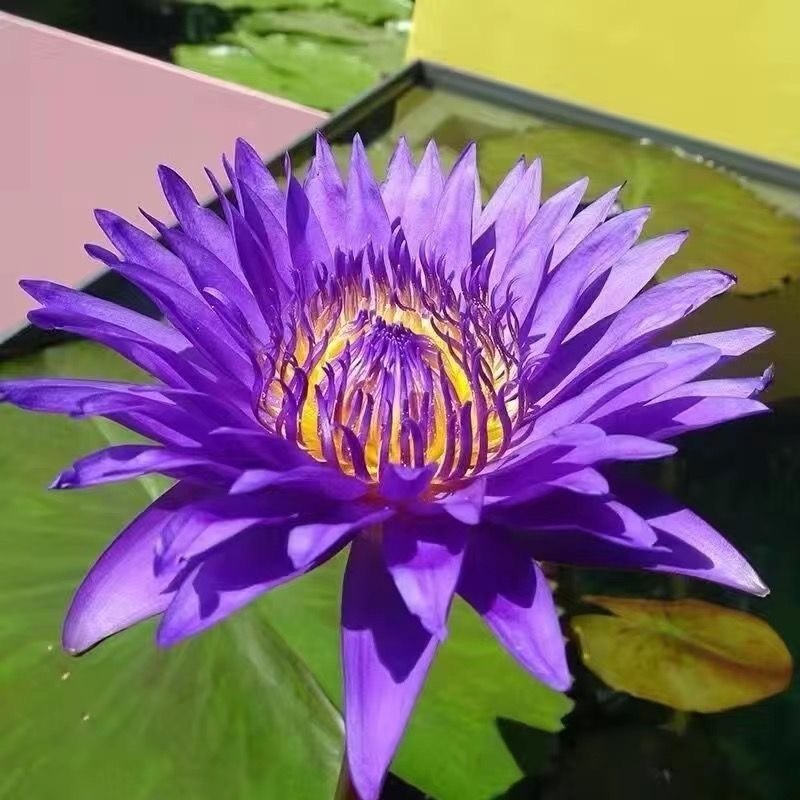 水生植物睡莲