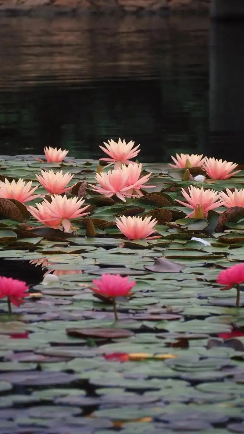 水生植物睡莲