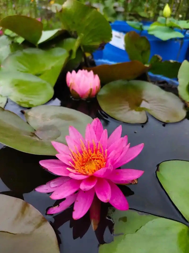 水生植物睡莲