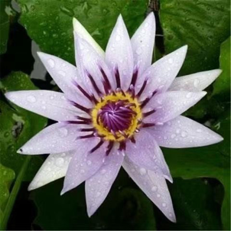 水生植物睡莲