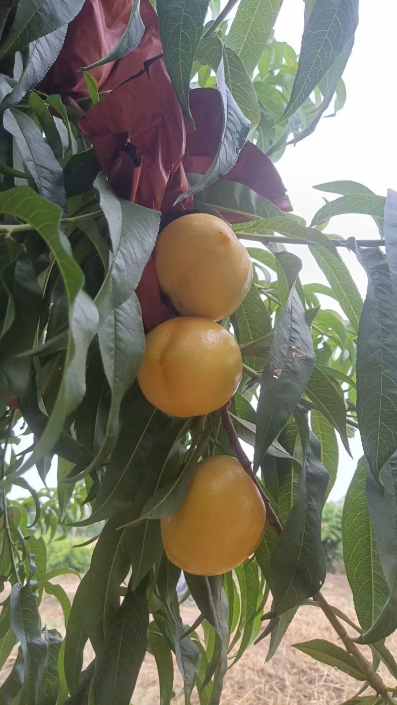 夏县48黄金油桃/产区直发/货源充足/大量有货