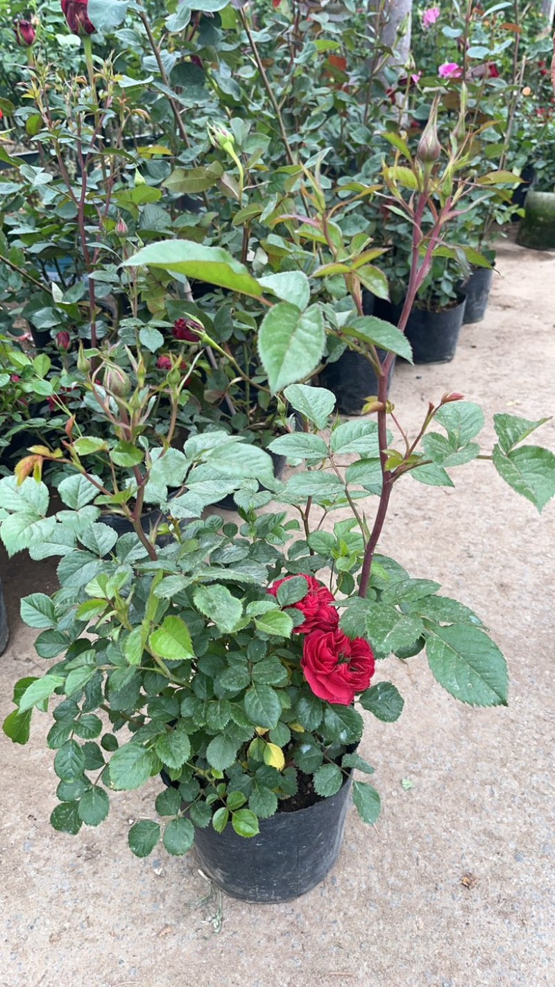 品种月季花