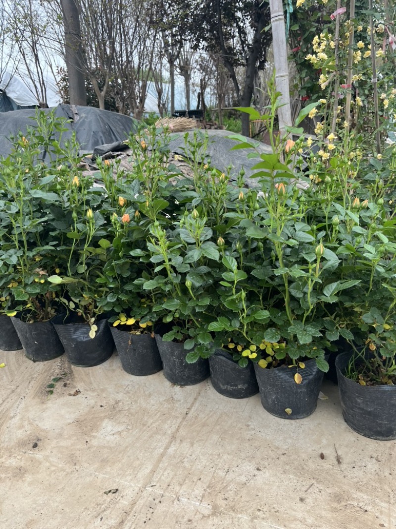 品种月季花