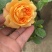 品种月季花