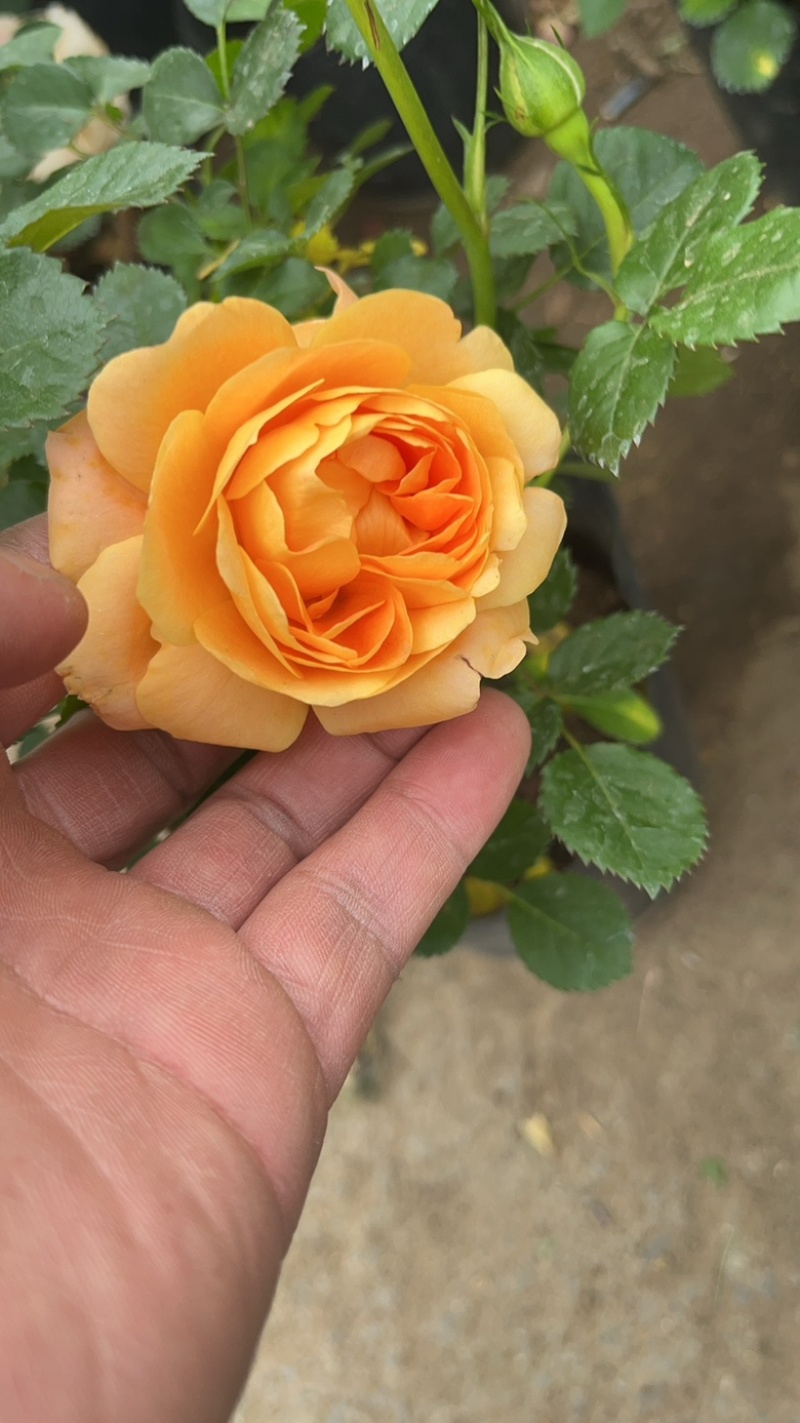 品种月季花