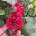 品种月季花
