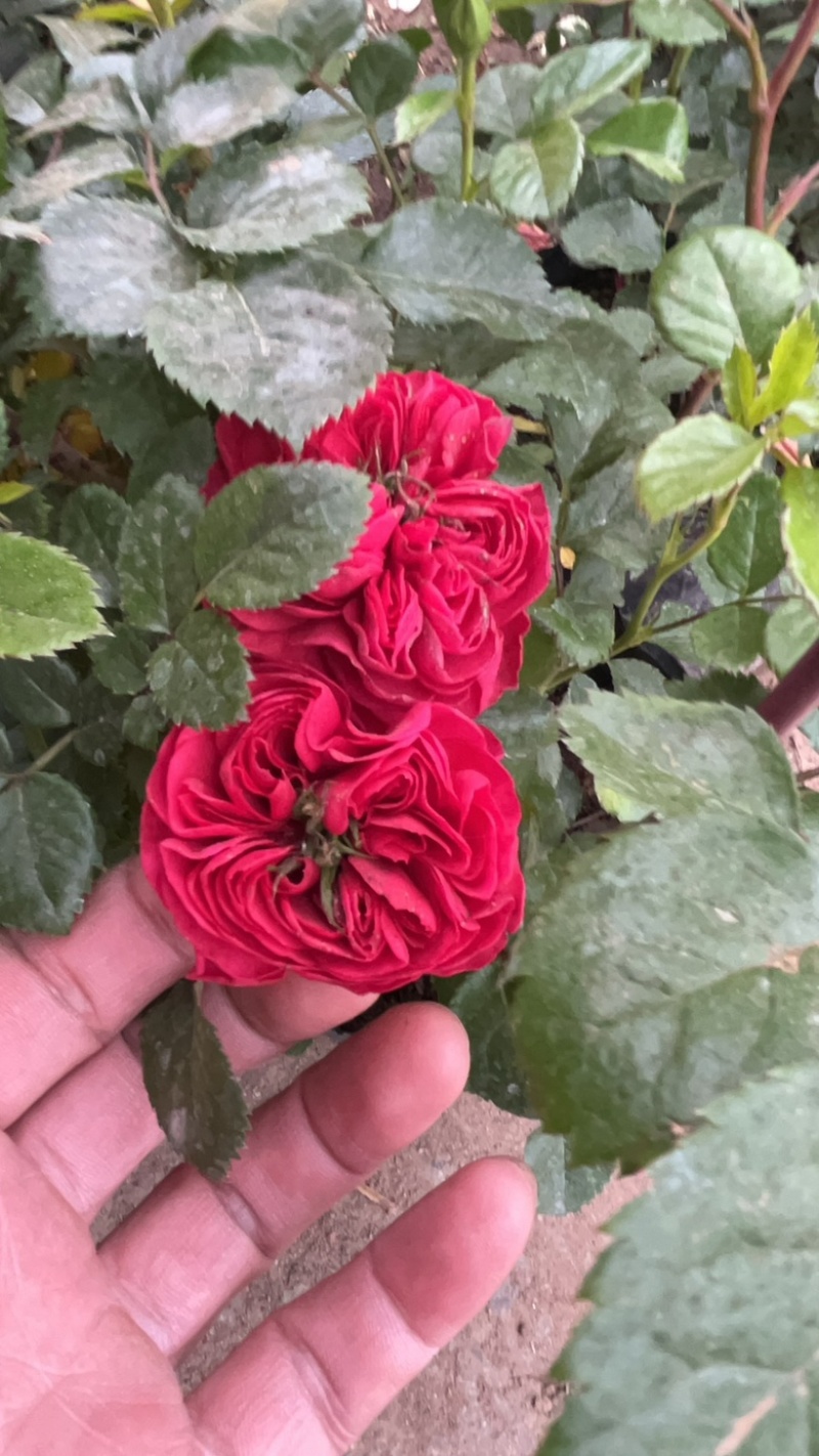 品种月季花