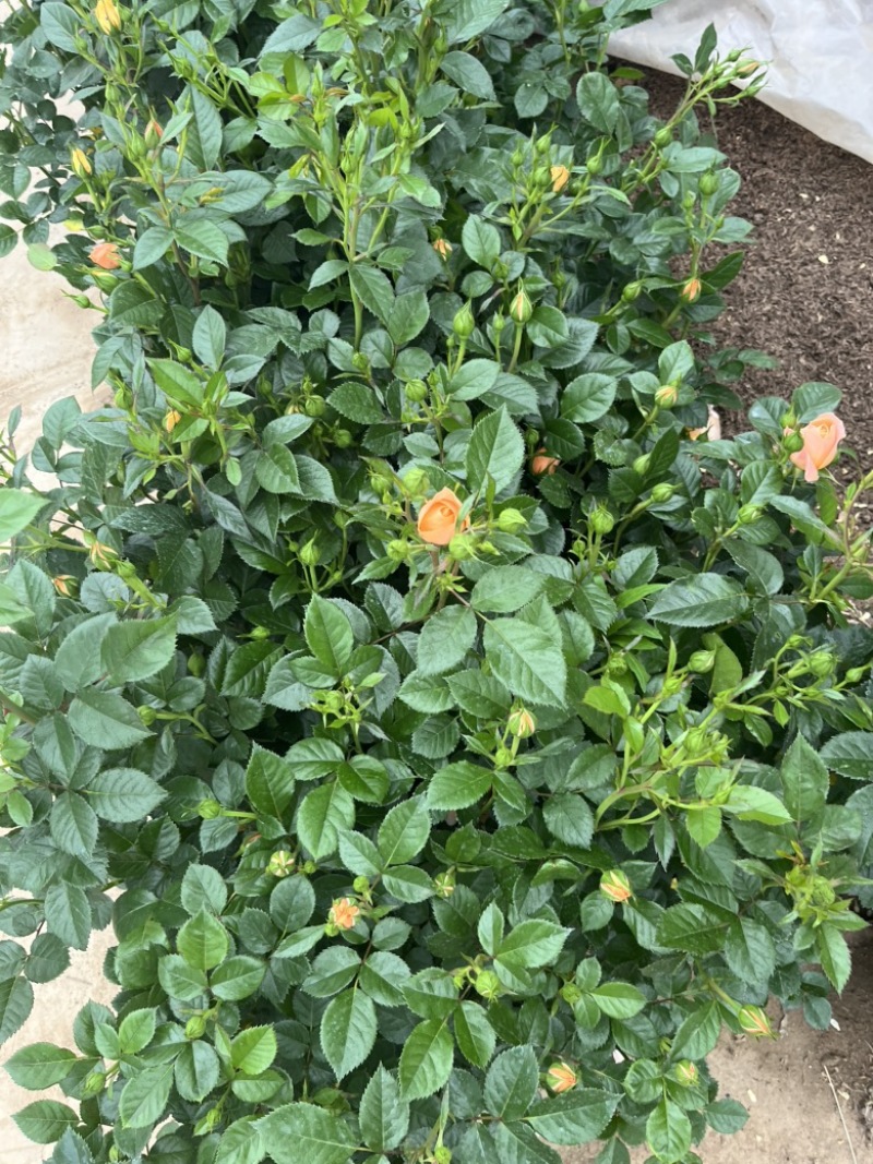 品种月季花