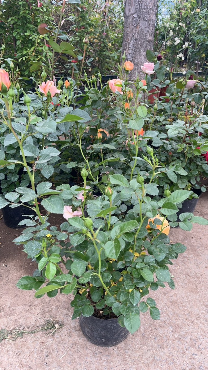 品种月季花