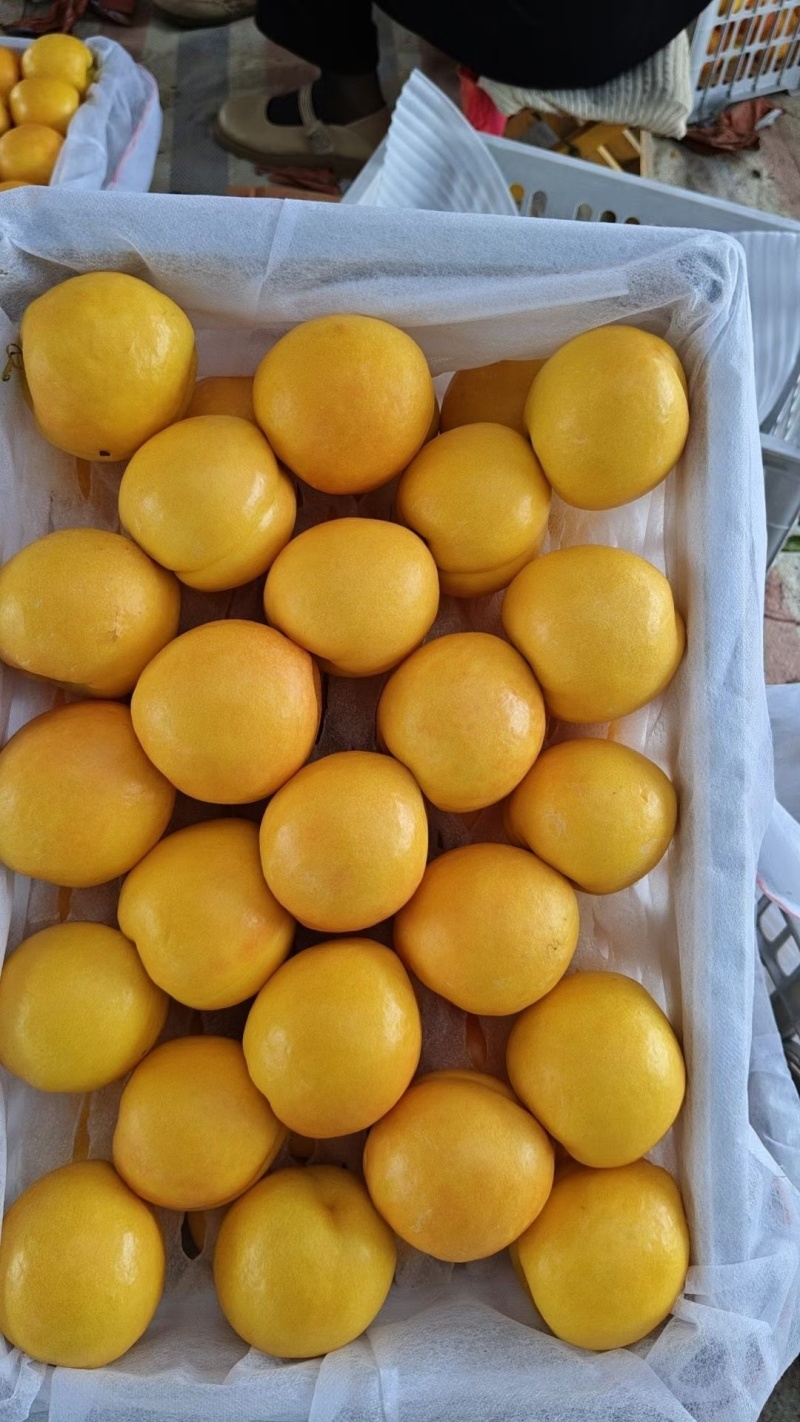 夏县48黄金油桃/产区直发/货源充足/大量有货