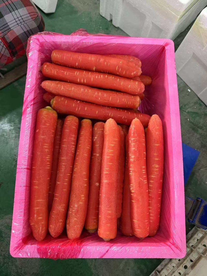 精品秤杆红萝卜，水果萝卜规格齐全，可对接全国工厂商超市场