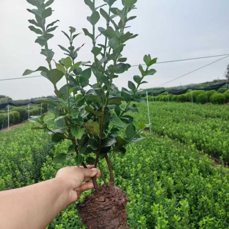 大叶黄杨大杯苗夏季工地**成活率高