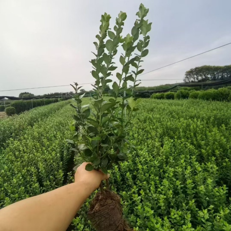 大叶黄杨大杯苗夏季工地**成活率高