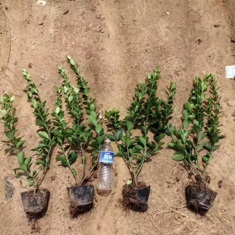 大叶黄杨大杯苗夏季工地**成活率高