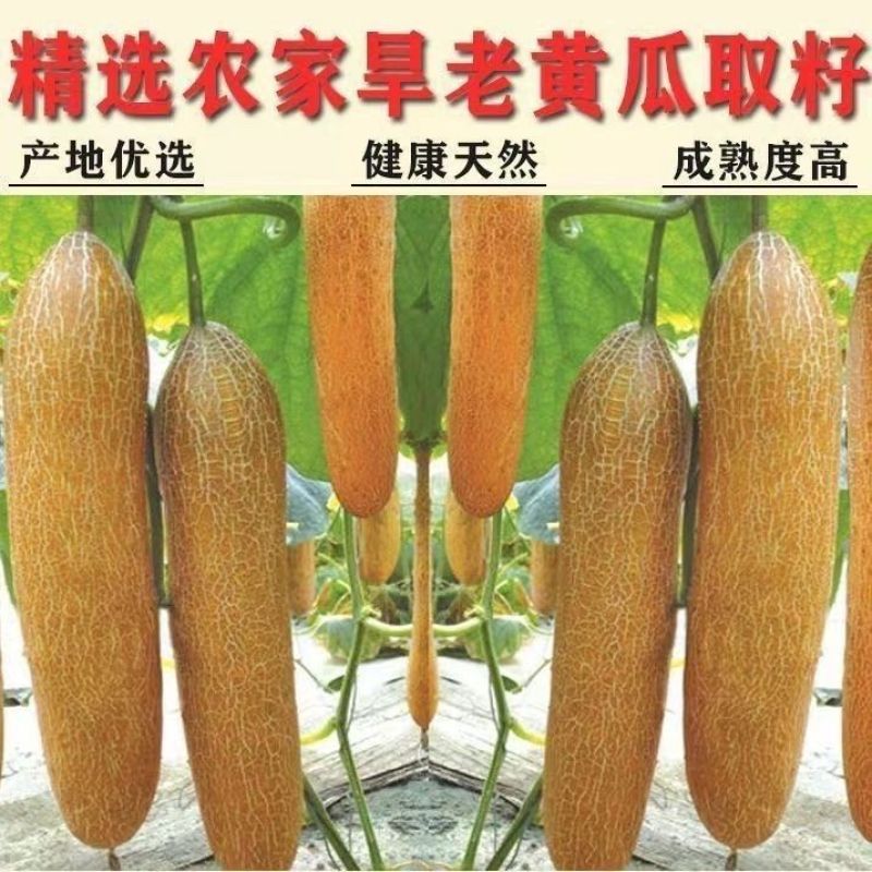 高钙黄瓜籽粉熟黄瓜子粉纯现磨原粉不含蔗糖