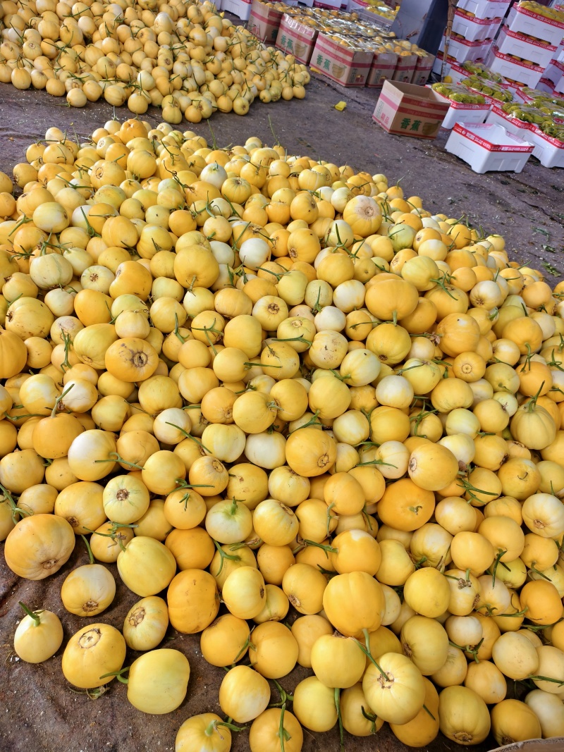 银灰甜瓜台湾银灰甜瓜大棚吊秧种植头茬口感脆甜整车发货货量