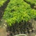 桂味荔枝苗，1-2公分，杯苗，1米高