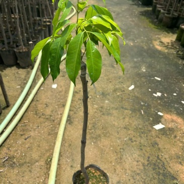 桂味荔枝苗，1-2公分，杯苗，1米高