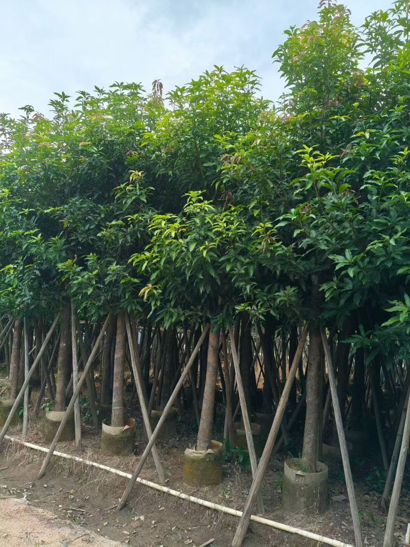 芒果树。绿化芒。10-12公分。普宁苗木基地直供