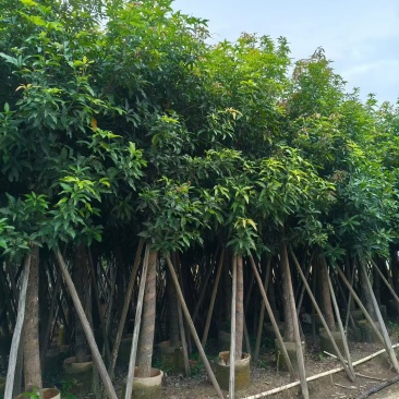 芒果树。绿化芒。10-12公分。普宁苗木基地直供
