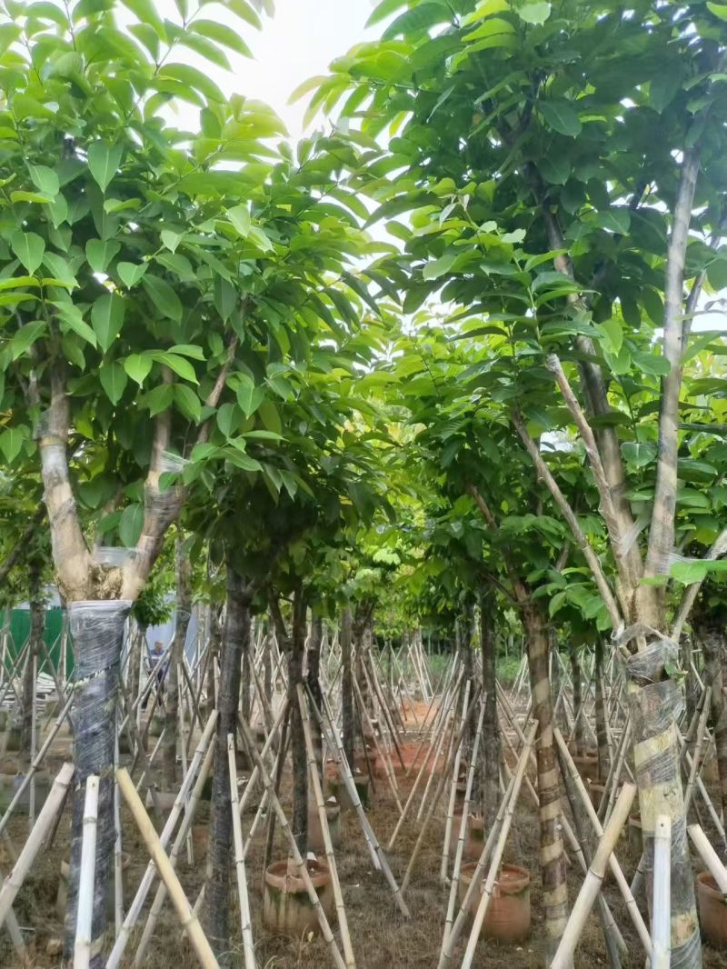 大叶紫薇，12-15公分。普宁苗木基地直供