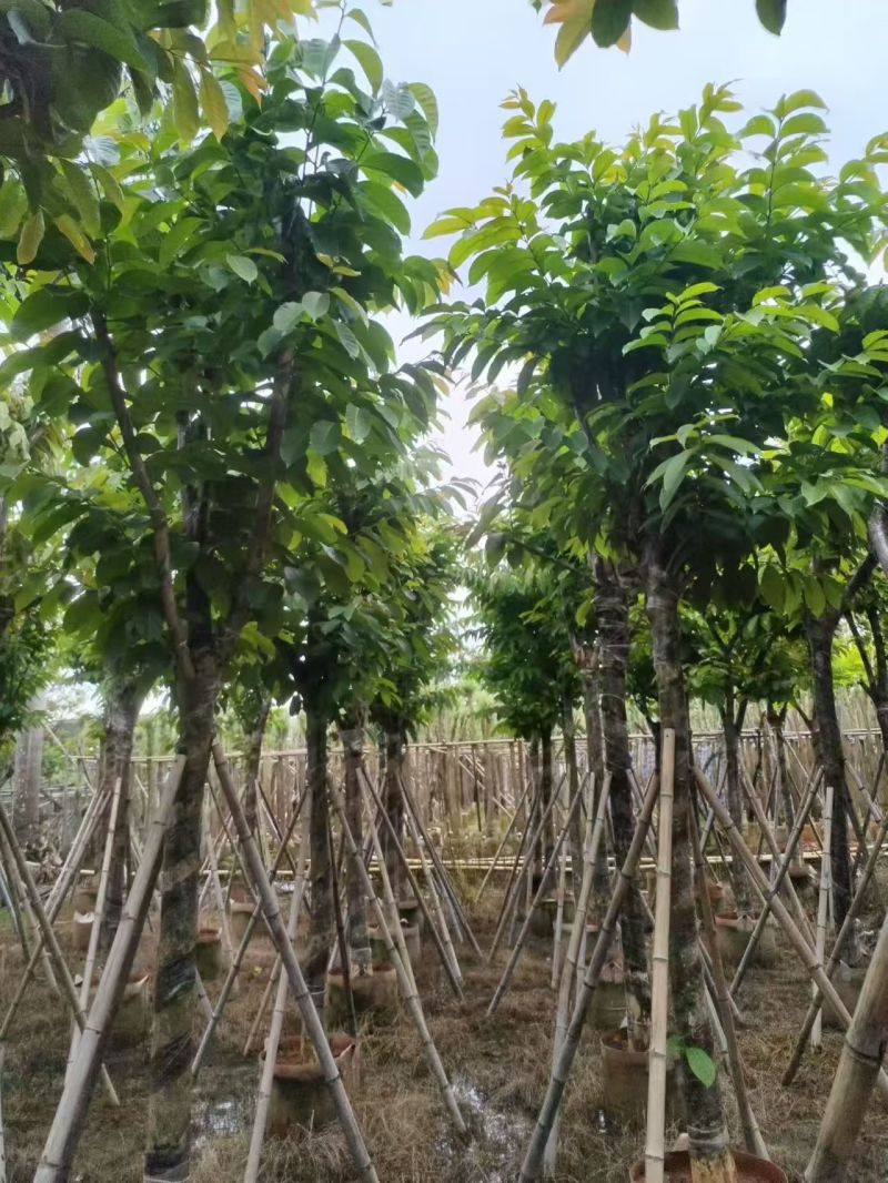 大叶紫薇，12-15公分。普宁苗木基地直供