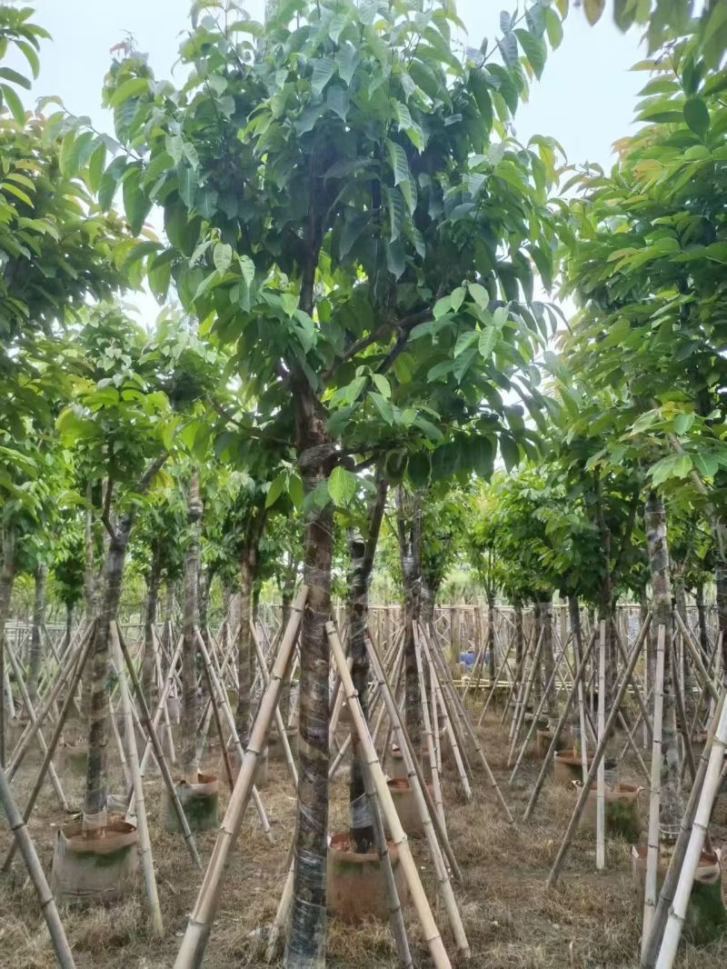 大叶紫薇，12-15公分。普宁苗木基地直供