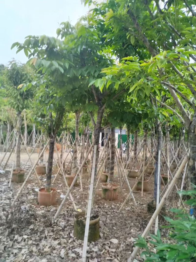 大叶紫薇，12-15公分。普宁苗木基地直供