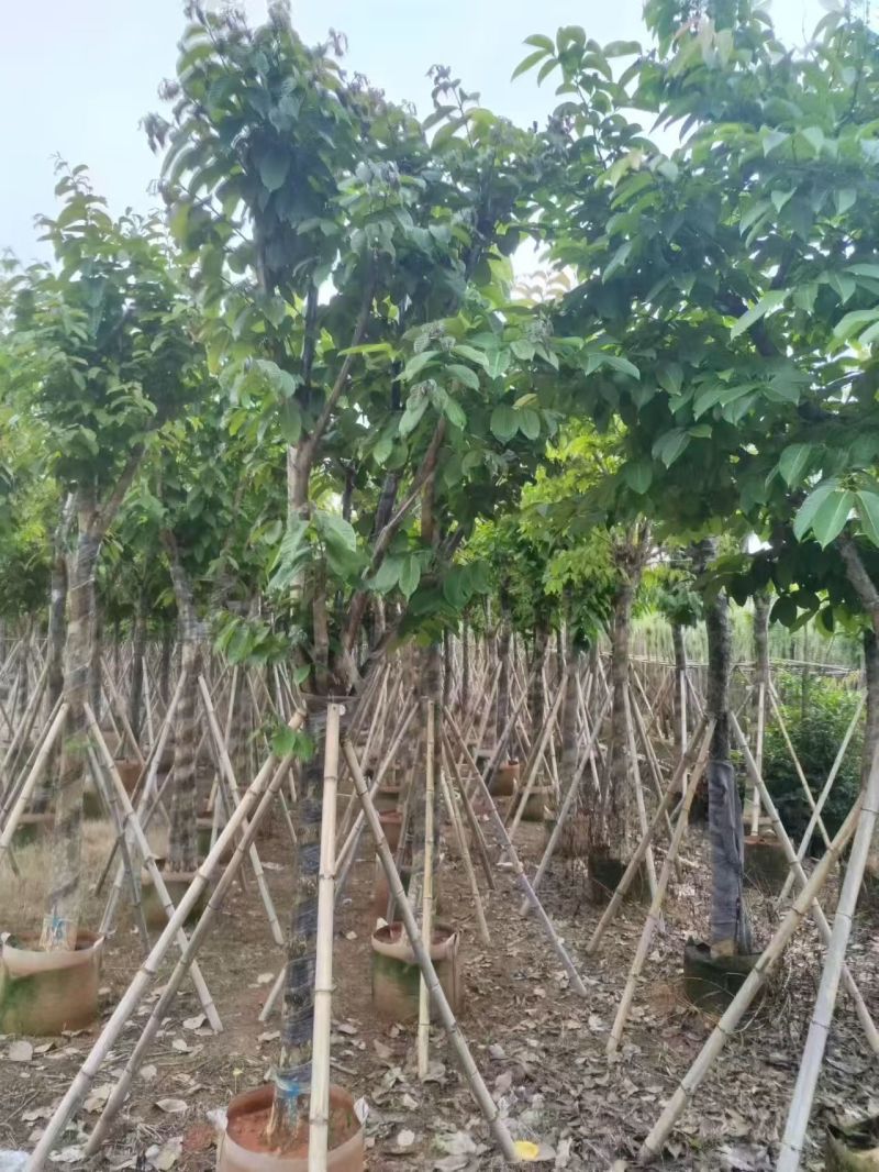 大叶紫薇，12-15公分。普宁苗木基地直供