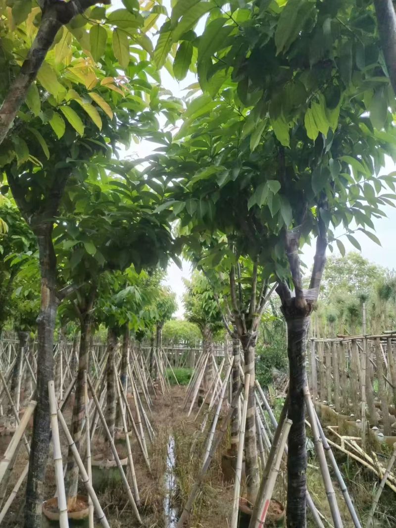 大叶紫薇，12-15公分。普宁苗木基地直供