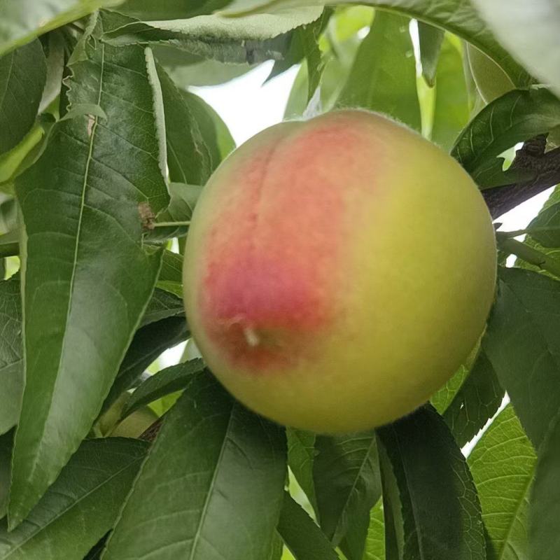 毛桃新鲜上市量大从优味美甘甜欢迎来电咨询