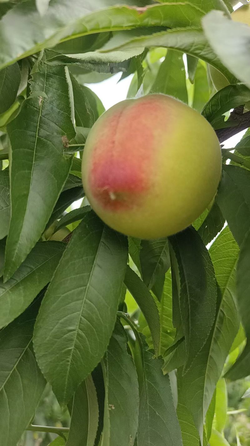 毛桃新鲜上市量大从优味美甘甜欢迎来电咨询