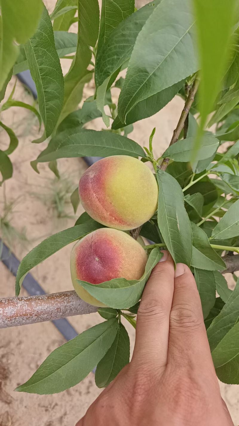 毛桃新鲜上市量大从优味美甘甜欢迎来电咨询