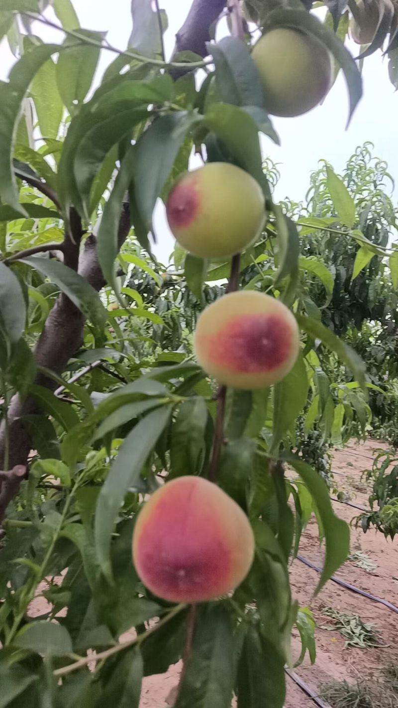 毛桃新鲜上市量大从优味美甘甜欢迎来电咨询