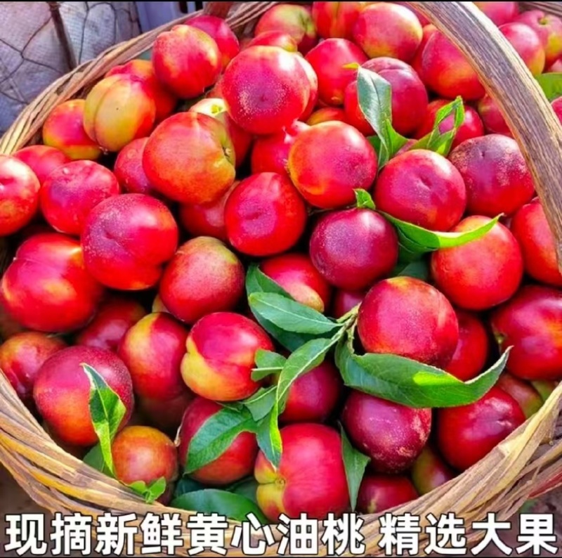 黄心油桃/产区直发/货源充足/欢迎订购/大量有货