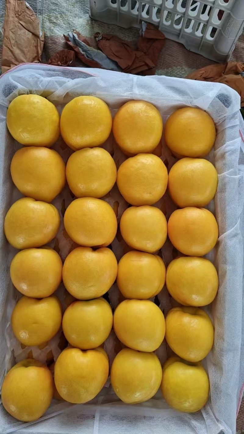 山西夏县黄金桃/产区直发/货源充足/欢迎订购