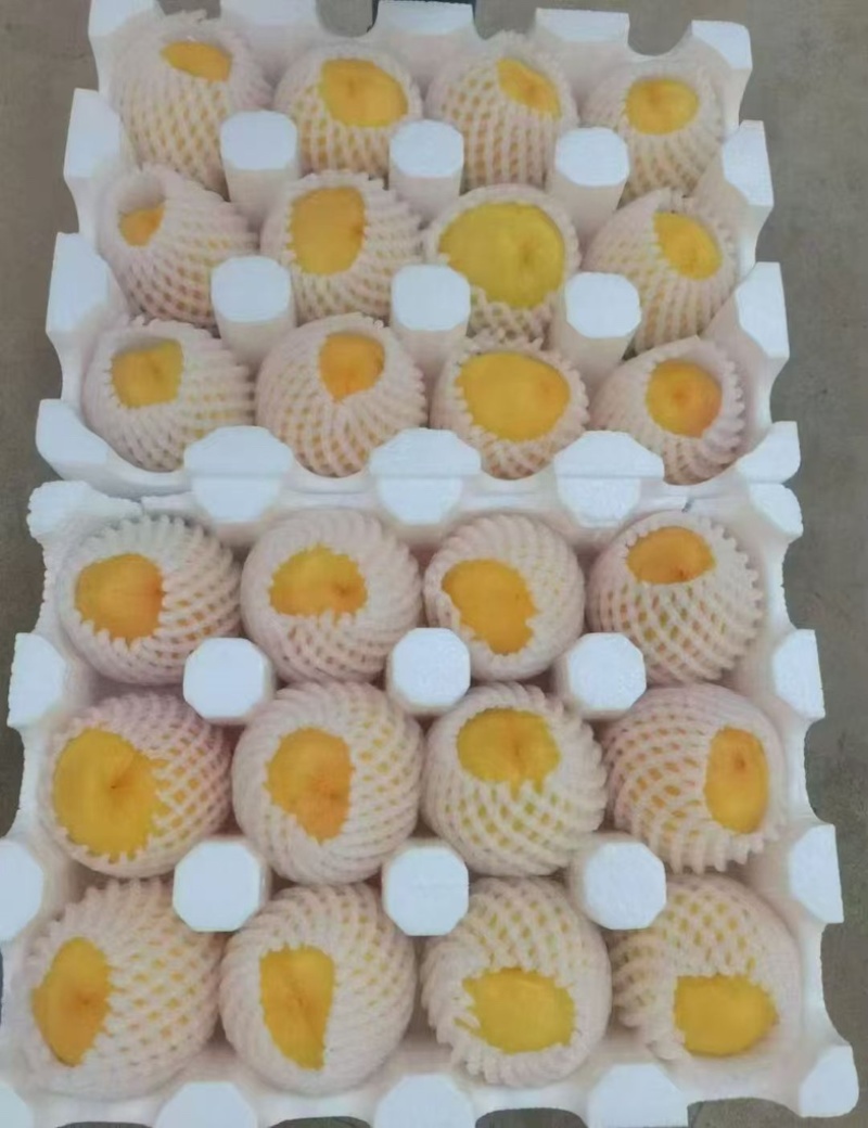 山西夏县黄金桃/产区直发/货源充足/欢迎订购