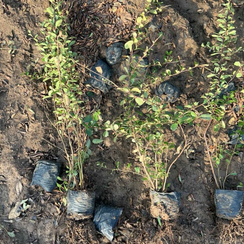 火棘杯苗夏季工地**成活率高