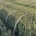 火棘杯苗夏季工地**成活率高