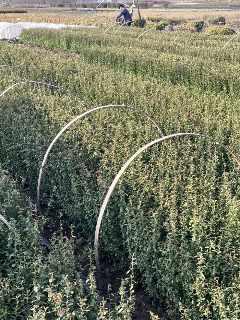火棘杯苗夏季工地**成活率高